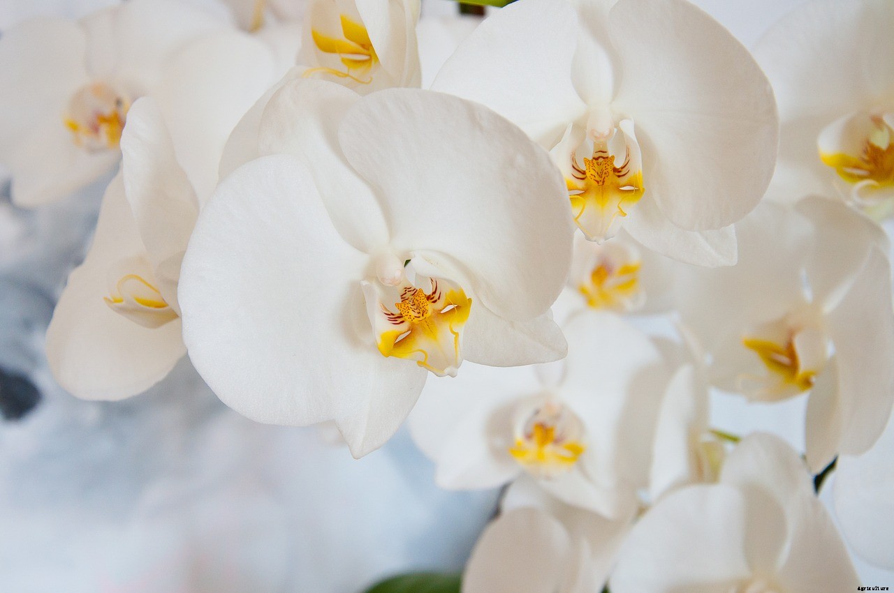 How To Rebloom Orchids – Learn The Secret Method