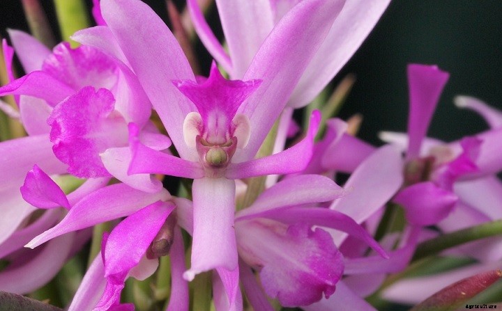 How To Rebloom Orchids – Learn The Secret Method