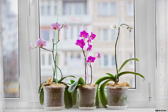 How To Rebloom Orchids – Learn The Secret Method