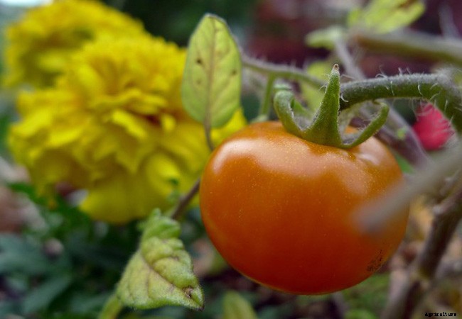 Why Should You Plant Marigolds and Tomatoes Next To Each Other?