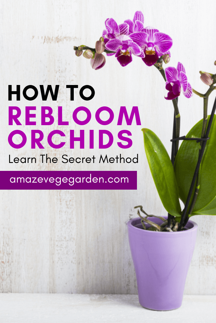 How To Rebloom Orchids – Learn The Secret Method
