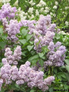 Flowers and Plants for Northern Gardens