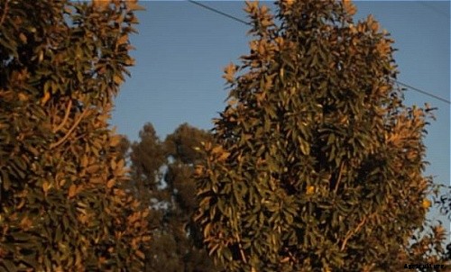 Flowers and Plants for Northern Gardens