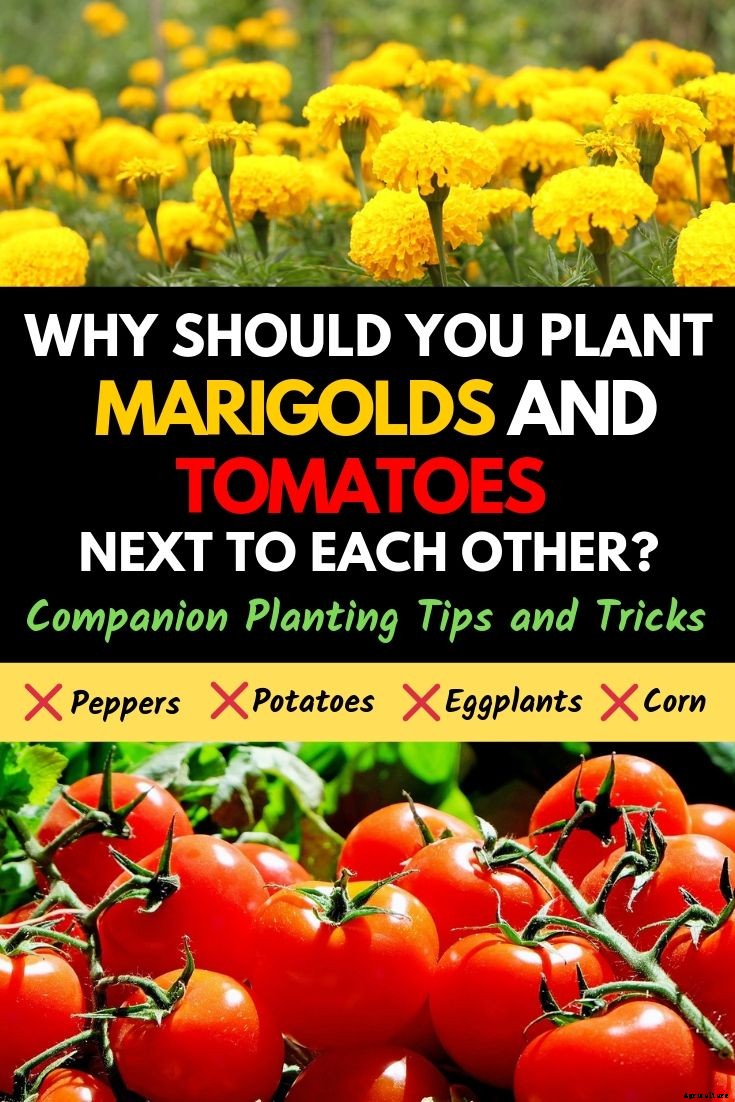 Why Should You Plant Marigolds and Tomatoes Next To Each Other?