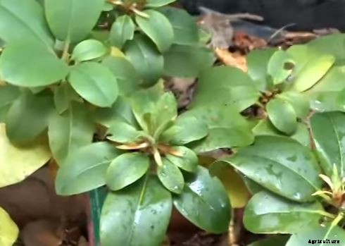 Flowers and Plants for Northern Gardens