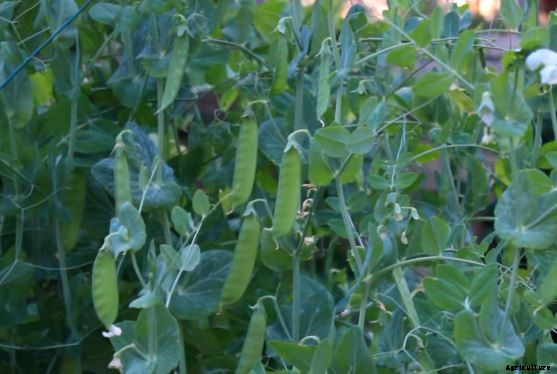 29 Flowers and Plants You Can Have For Your Garden