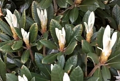 Flowers and Plants for Northern Gardens