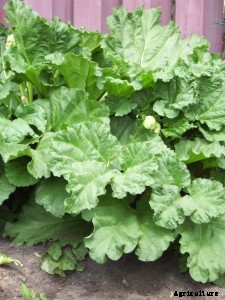 29 Flowers and Plants You Can Have For Your Garden