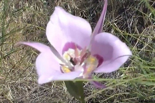 29 Flowers and Plants You Can Have For Your Garden