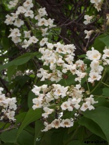 29 Flowers and Plants You Can Have For Your Garden