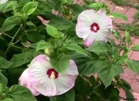 29 Flowers and Plants You Can Have For Your Garden