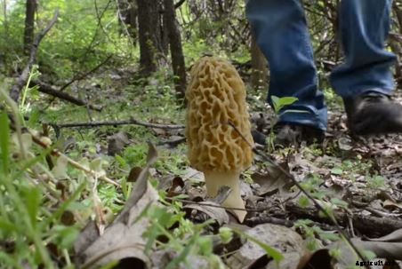 29 Flowers and Plants You Can Have For Your Garden