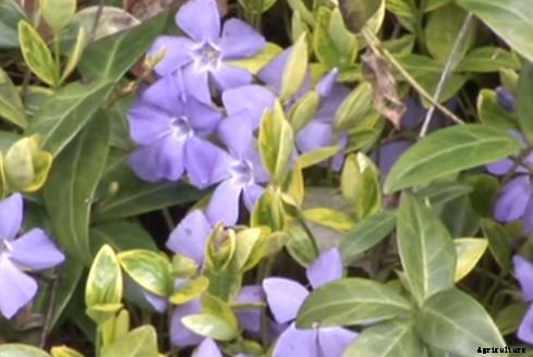 29 Flowers and Plants You Can Have For Your Garden