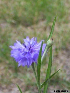 29 Flowers and Plants You Can Have For Your Garden