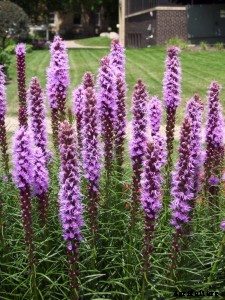 29 Flowers and Plants You Can Have For Your Garden