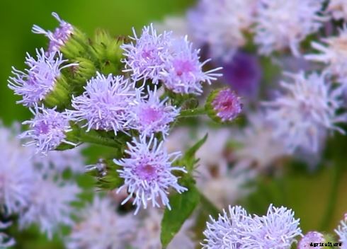 29 Flowers and Plants You Can Have For Your Garden