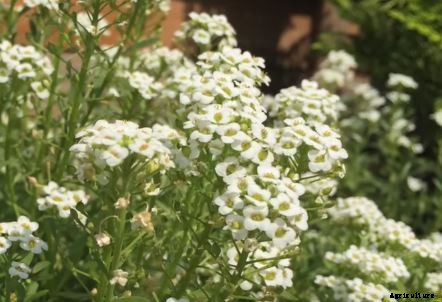 29 Flowers and Plants You Can Have For Your Garden