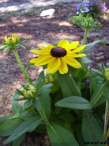 29 Flowers and Plants You Can Have For Your Garden