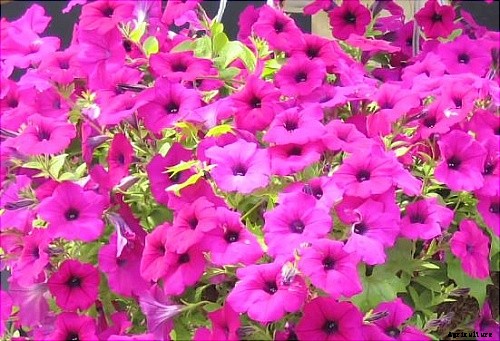 29 Flowers and Plants You Can Have For Your Garden