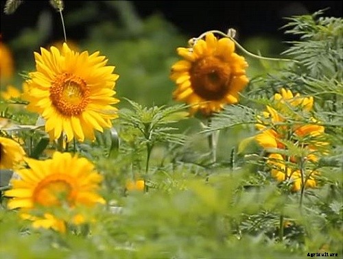 29 Flowers and Plants You Can Have For Your Garden