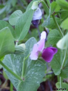 29 Flowers and Plants You Can Have For Your Garden