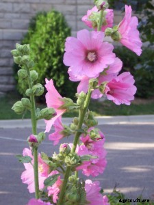 29 Flowers and Plants You Can Have For Your Garden