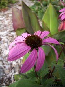 29 Flowers and Plants You Can Have For Your Garden