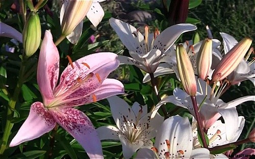 29 Flowers and Plants You Can Have For Your Garden