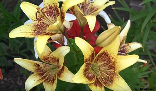 29 Flowers and Plants You Can Have For Your Garden