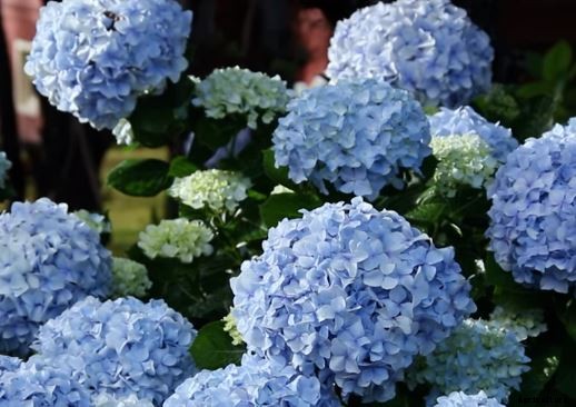 29 Flowers and Plants You Can Have For Your Garden