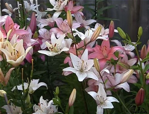 29 Flowers and Plants You Can Have For Your Garden