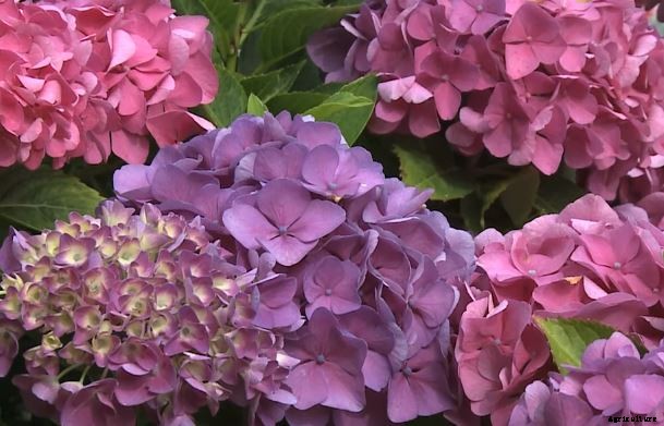 29 Flowers and Plants You Can Have For Your Garden