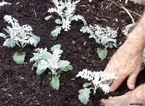 29 Flowers and Plants You Can Have For Your Garden