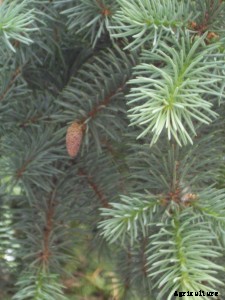 29 Flowers and Plants You Can Have For Your Garden