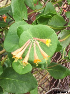 29 Flowers and Plants You Can Have For Your Garden