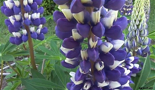 29 Flowers and Plants You Can Have For Your Garden