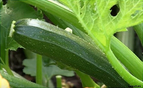 29 Flowers and Plants You Can Have For Your Garden