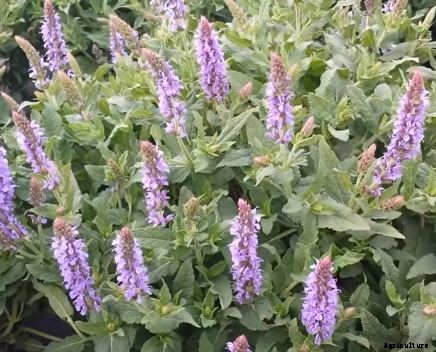 29 Flowers and Plants You Can Have For Your Garden