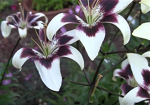 29 Flowers and Plants You Can Have For Your Garden