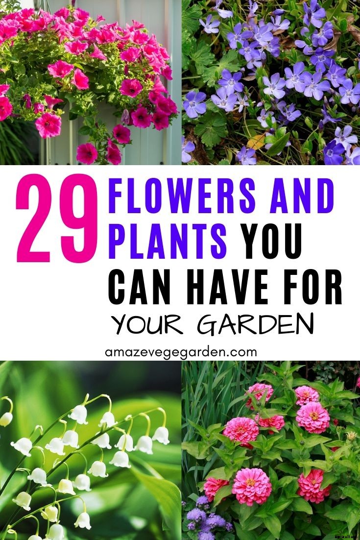 29 Flowers and Plants You Can Have For Your Garden
