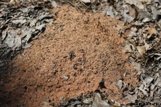 Managing Fire Ants in the Vegetable Garden