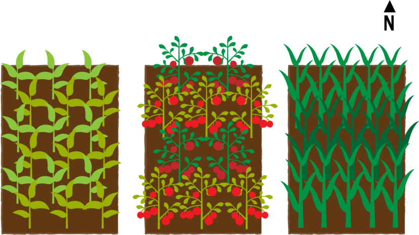 Crop Rotation