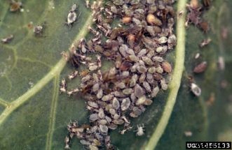 Insecticidal Soaps for Garden Pest Control