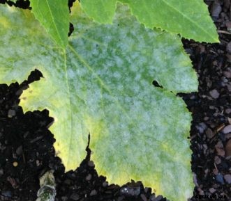 Cucumber, Squash, Melon & Other Cucurbit Diseases