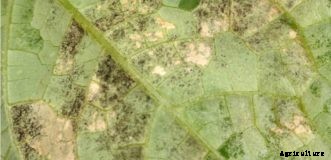 Cucumber, Squash, Melon & Other Cucurbit Diseases