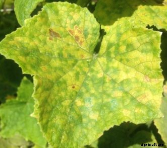 Cucumber, Squash, Melon & Other Cucurbit Diseases
