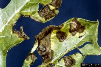 Cucumber, Squash, Melon & Other Cucurbit Diseases