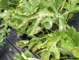 Cucumber, Squash, Melon & Other Cucurbit Diseases