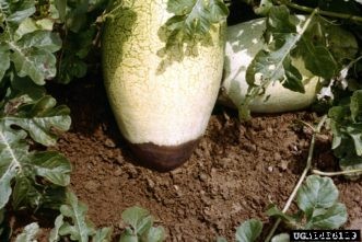 Cucumber, Squash, Melon & Other Cucurbit Diseases