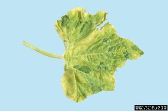 Cucumber, Squash, Melon & Other Cucurbit Diseases
